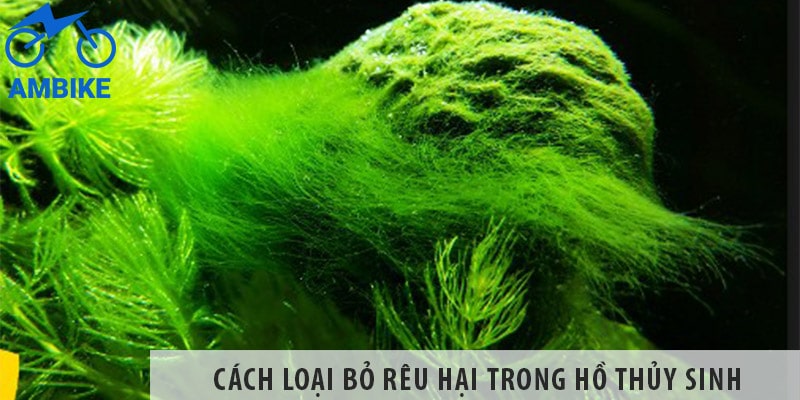 cách trị tảo nâu hồ thủy sinh
