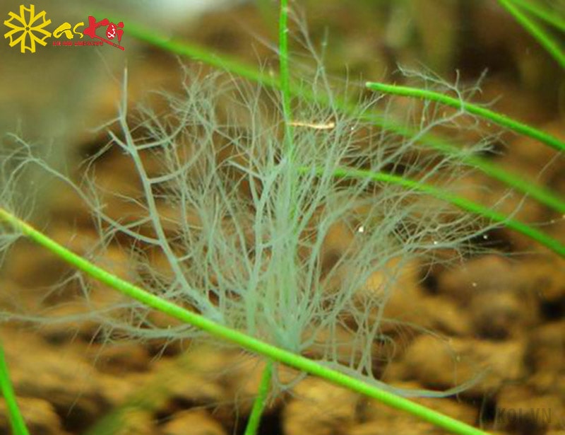 Rêu sừng hươu – Staghorn (Compsopogon sp)