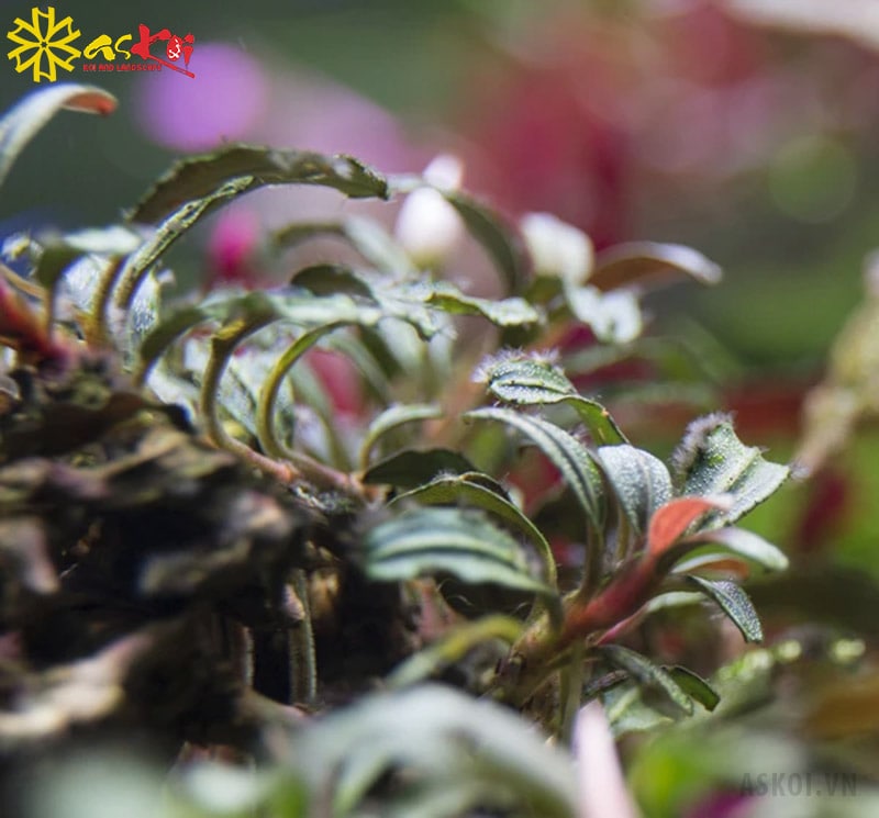 Rêu chùm đen – Black Brush/Beard (Rhodophyta)